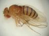 Drosophila melanogaster
